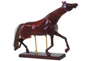 SINOART Horse mannequins SFM067/12”